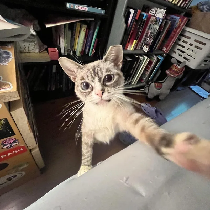 A young medium-sized female Seal Point Domestic Short Hair cat named Roz for adoption in Pittsburgh, PA