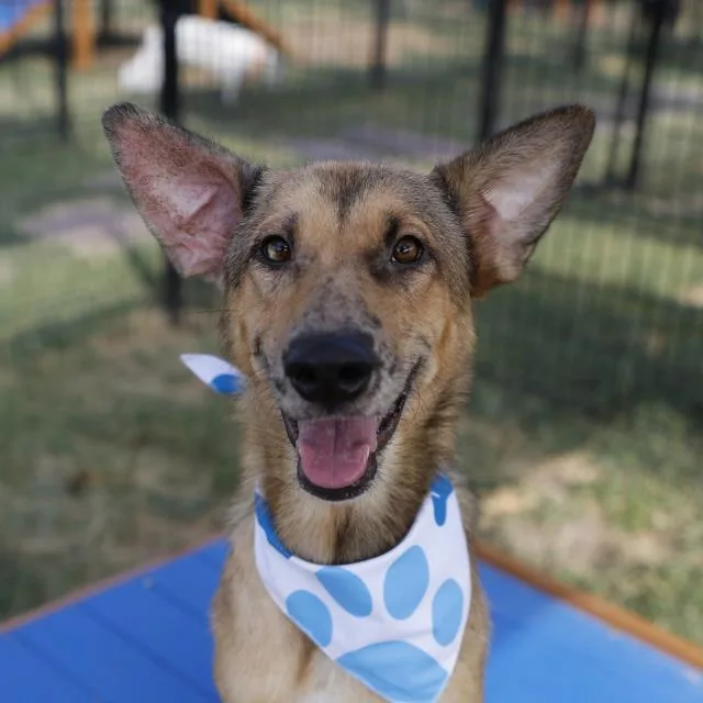 A young large-sized female Shepherd dog named Susie for adoption in San Antonio, TX