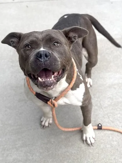 An adult large-sized female Pit Bull Terrier dog named Minnie for adoption in King William, VA