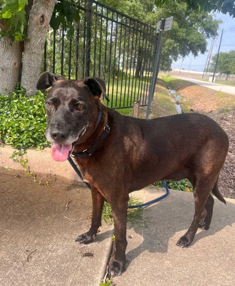 A senior medium-sized male Black Labrador Retriever dog named Moe for adoption in Houston, TX