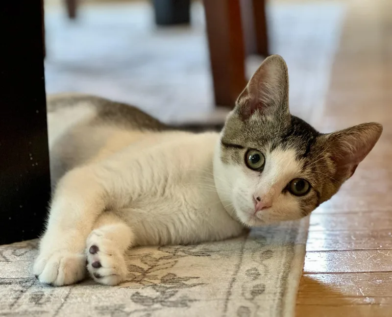 A young large-sized male Domestic Short Hair cat named Johnnie Walker for adoption in Lemoyne, PA