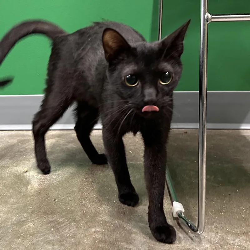 A young medium-sized female Black Domestic Short Hair cat named Dixie for adoption in Mount Vernon, IN