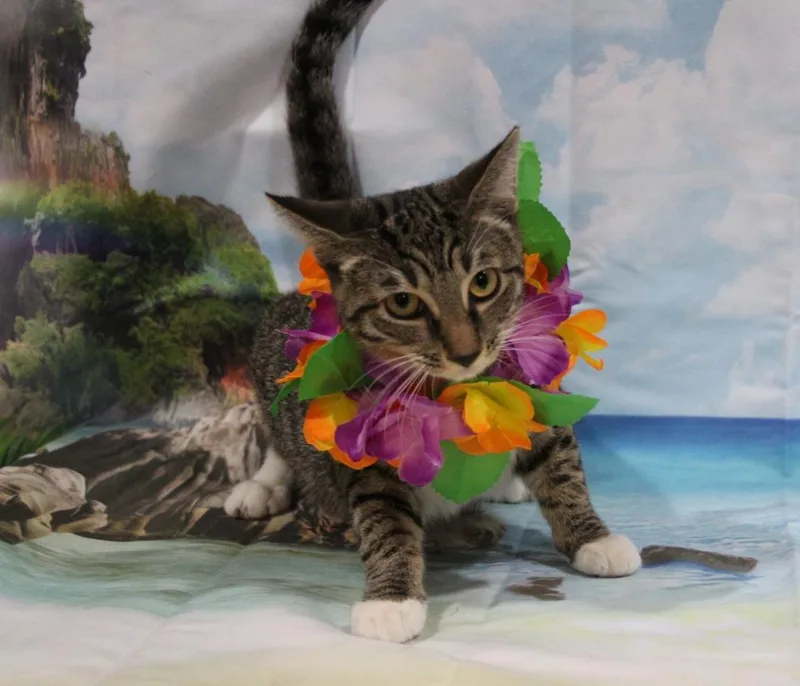 A baby medium-sized female Domestic Short Hair cat named Kekaha for adoption in Vacaville, CA