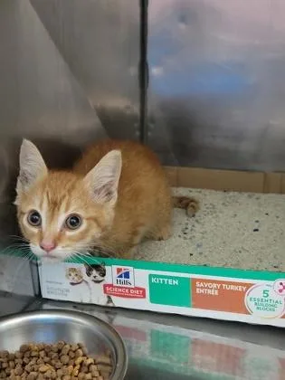 A baby small-sized male Domestic Short Hair cat named Mud Pie for adoption in Fishers, IN