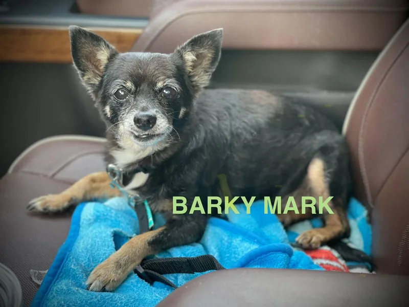 Barky Mark