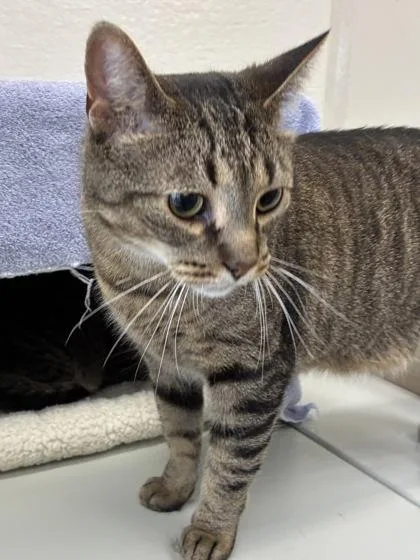 An adult large-sized male Domestic Short Hair cat named Bam for adoption in Mason, MI