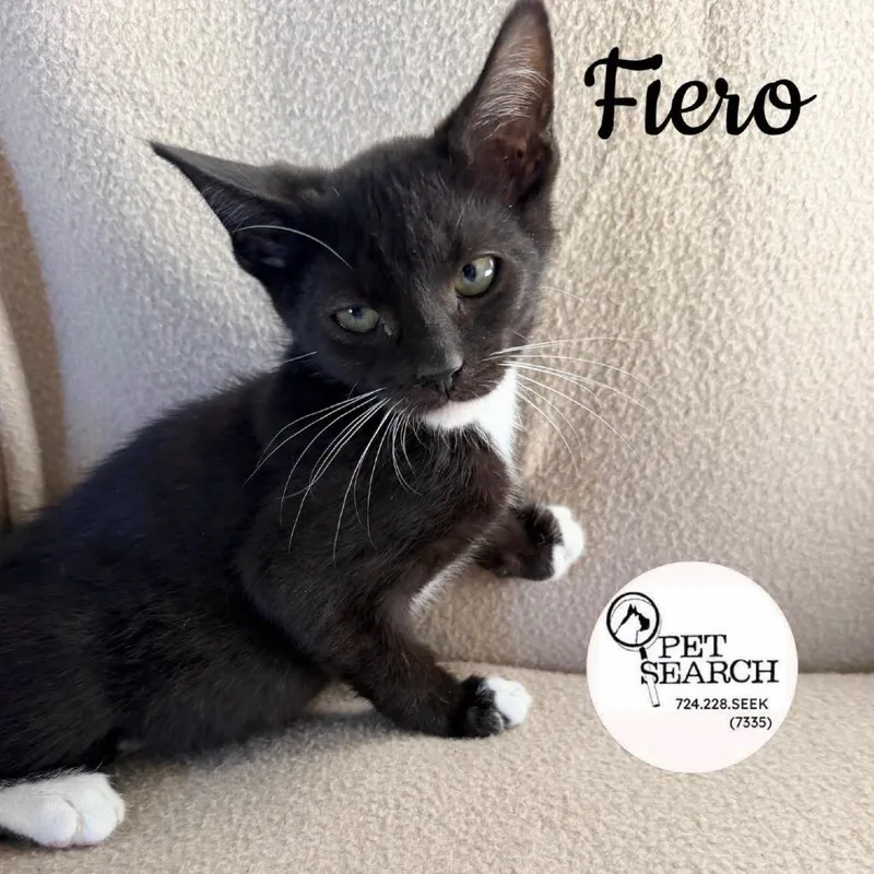 A baby small-sized male Black Domestic Short Hair cat named Fiero for adoption in Washington, PA