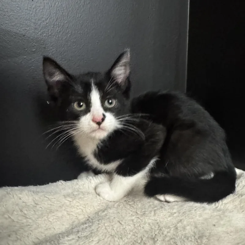 A baby medium-sized male Black & White / Tuxedo Domestic Short Hair cat named Mojojojo for adoption in Hamilton, NJ