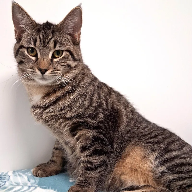 Sebastian thumbnail 3