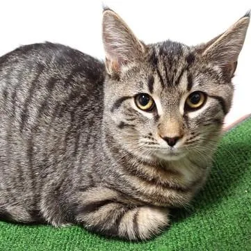 Sebastian thumbnail 4