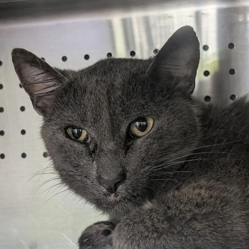 A senior medium-sized male Gray / Blue / Silver Domestic Short Hair cat named Dedushka for adoption in Asheville, NC