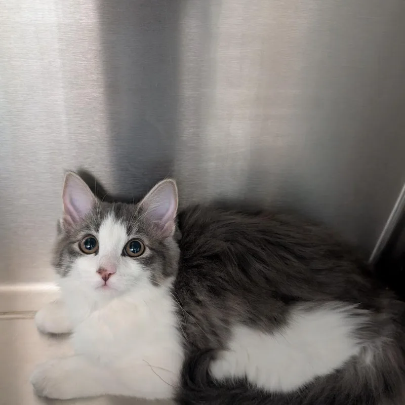 A baby small-sized female Gray / Blue / Silver Domestic Long Hair cat named Pixie for adoption in Calverton, NY