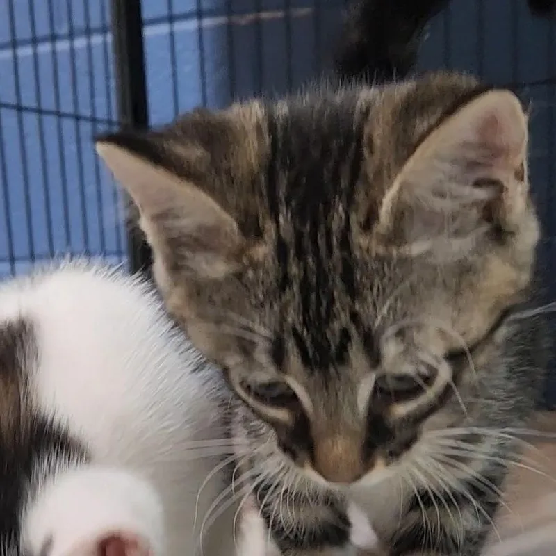 A baby medium-sized male Tabby (Gray / Blue / Silver) Domestic Short Hair cat named Oak for adoption in Charleston, SC