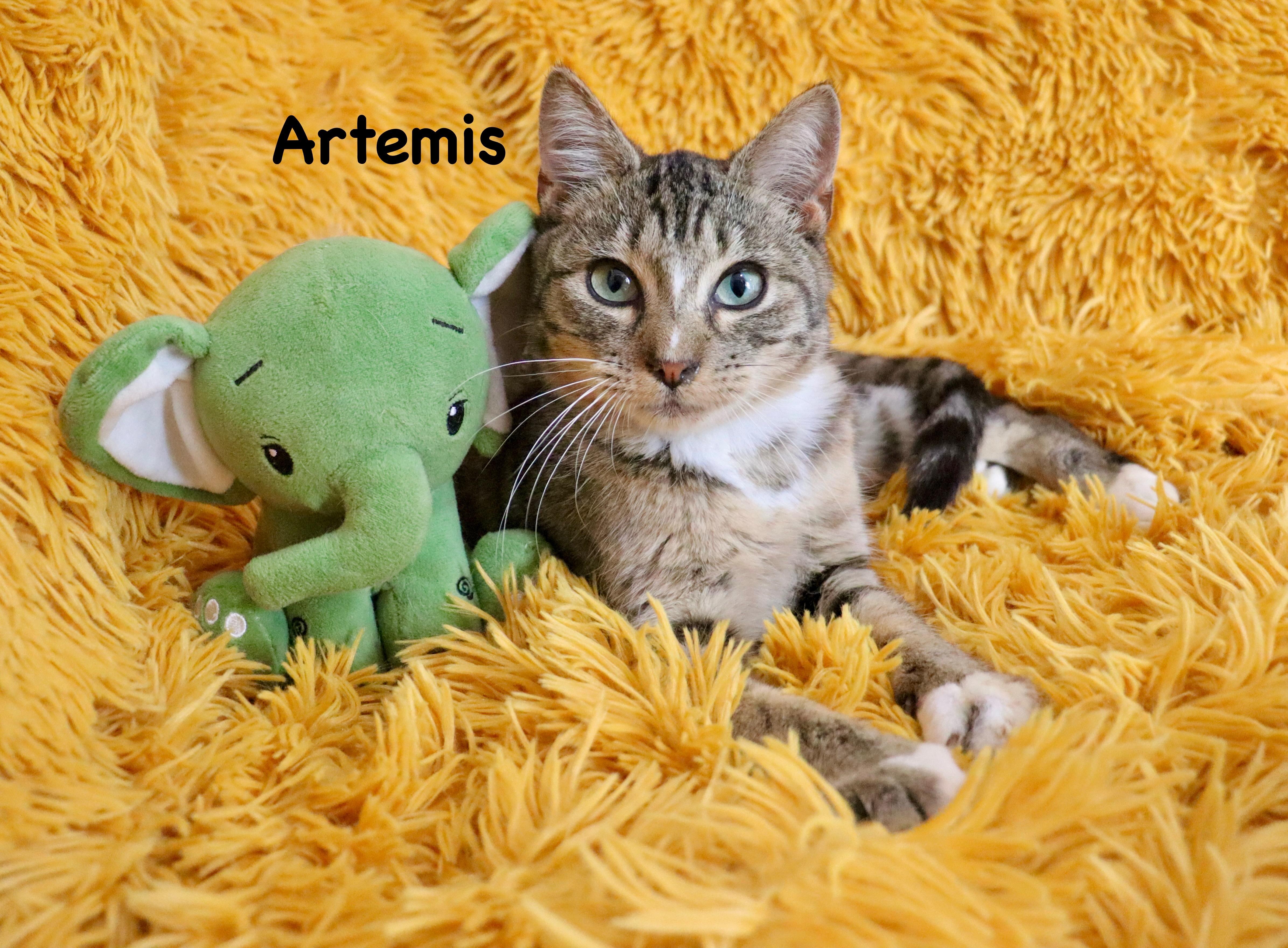 A baby medium-sized male Tabby (Buff / Tan / Fawn) Tabby cat named Artemis for adoption in Saint Augustine, FL
