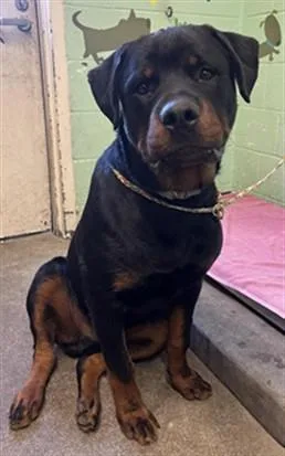 A young large-sized male Rottweiler dog named Zorro for adoption in Sacramento, CA