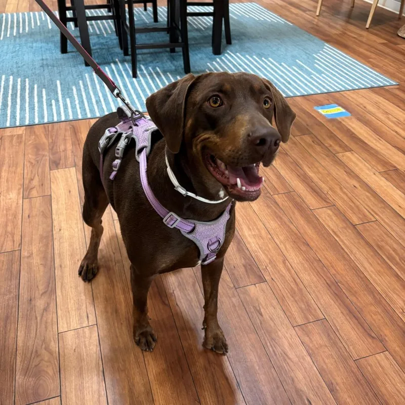 A young large-sized female Brown / Chocolate Doberman Pinscher dog named Canela for adoption in Ojai, CA