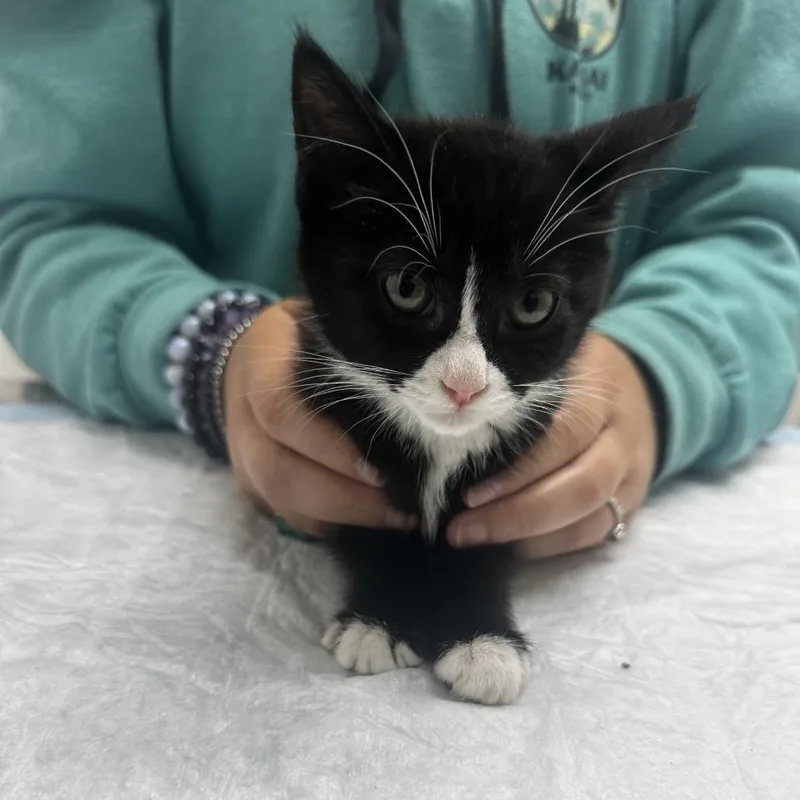 Oreo