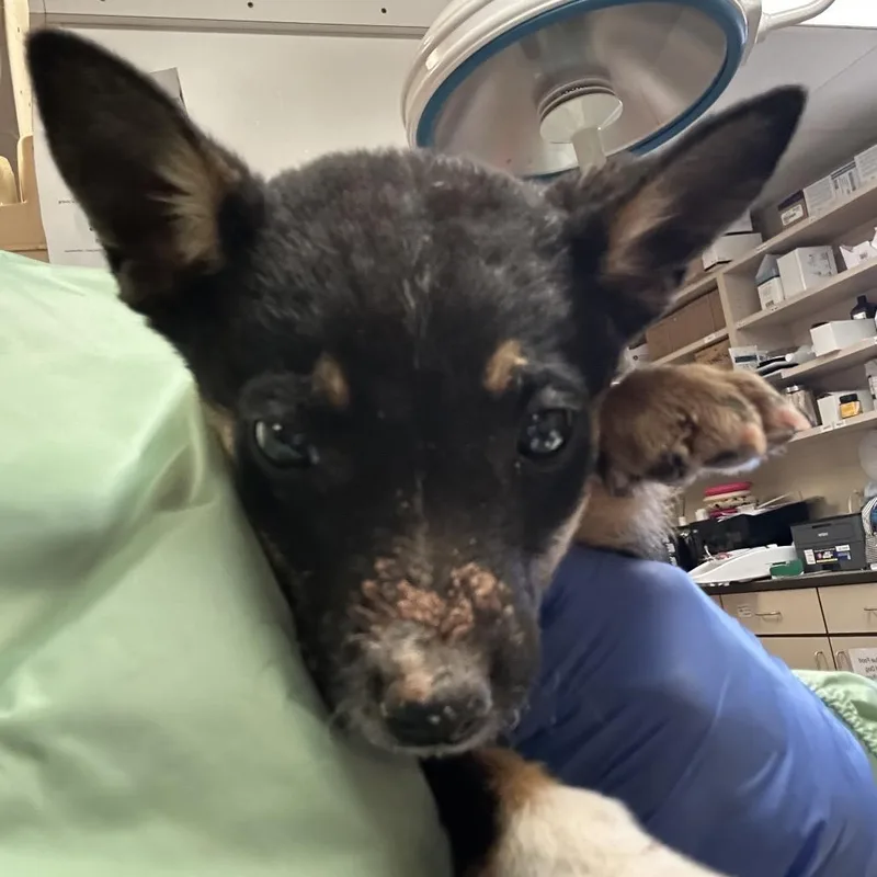 A baby small-sized male Black Cattle Dog dog named Benny for adoption in Flagstaff, AZ
