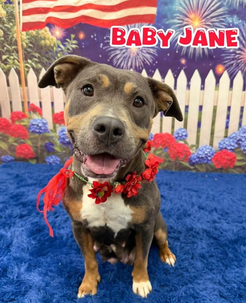 A young medium-sized female Gray / Blue / Silver Mixed Breed dog named Baby Jane for adoption in Flint, MI