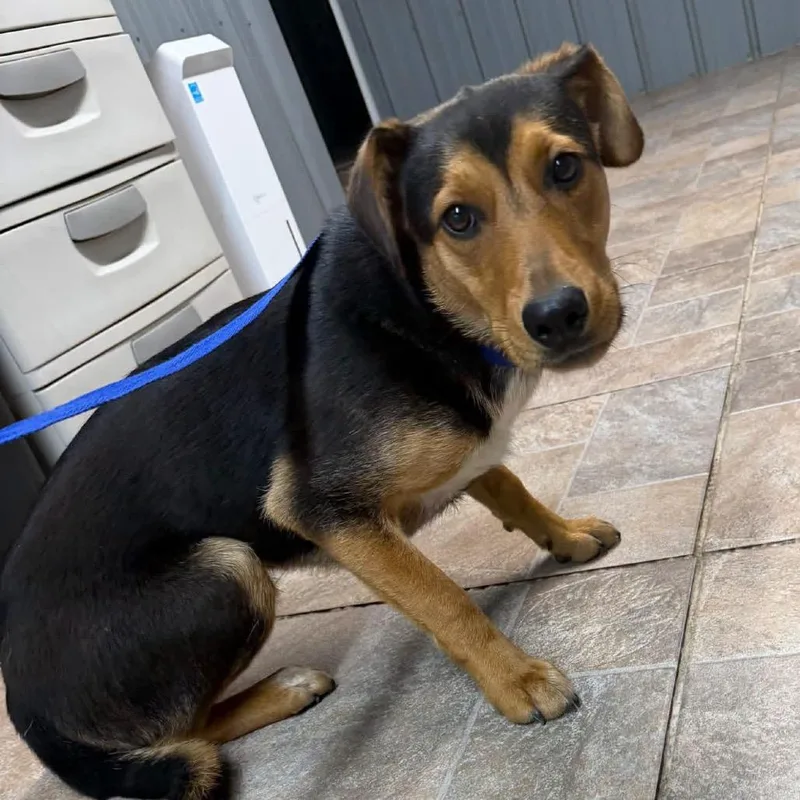 A young medium-sized male Black Coonhound dog named Jeb for adoption in Homer, NY