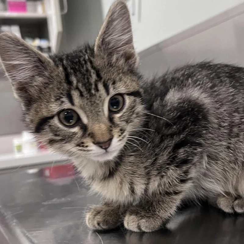 A baby small-sized male Brown / Chocolate Domestic Short Hair cat named Moodini for adoption in Washburn, MO