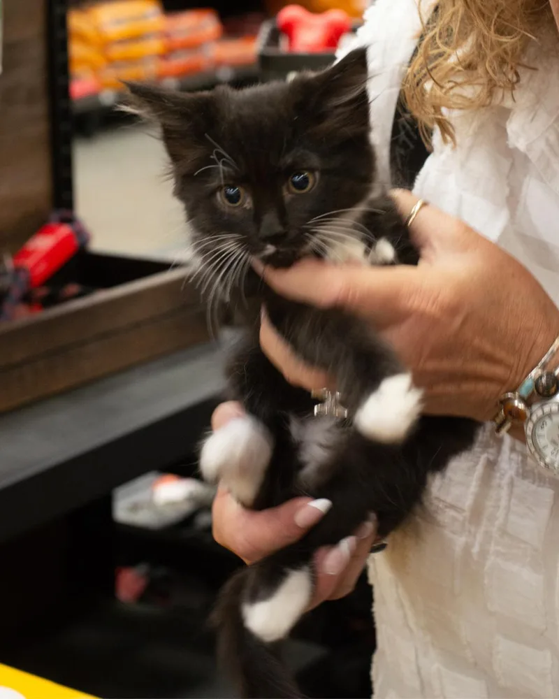 A baby small-sized female Domestic Medium Hair cat named Lucy for adoption in Elk Grove, CA