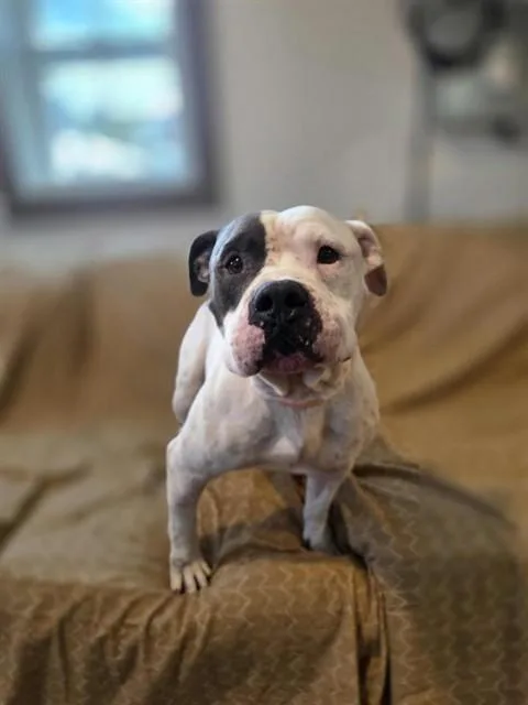 An adult large-sized male Mixed Breed dog named Roland for adoption in Palmetto, FL