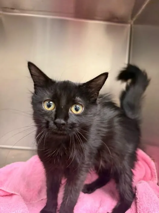 A young medium-sized female Domestic Medium Hair cat named Phenix for adoption in Amherst, VA