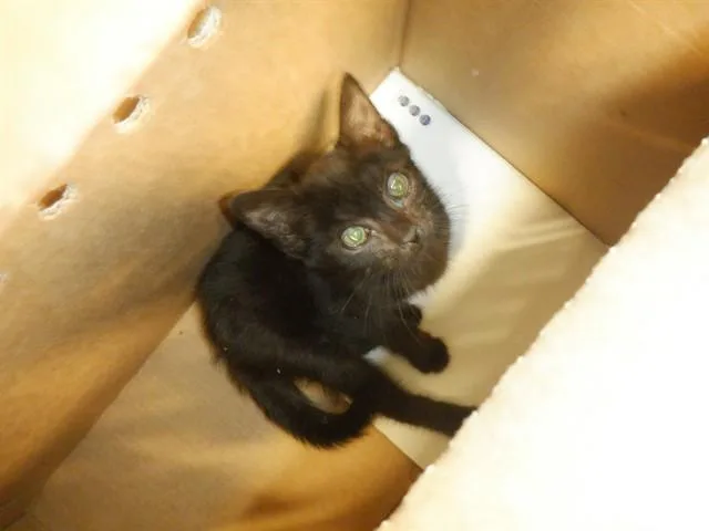 A baby small-sized female Domestic Short Hair cat named Booger for adoption in San Jose, CA