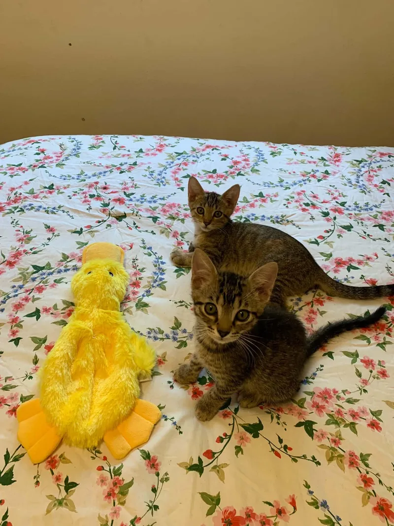 A baby small-sized male Tabby cat named Charlie for adoption in San Antonio, TX