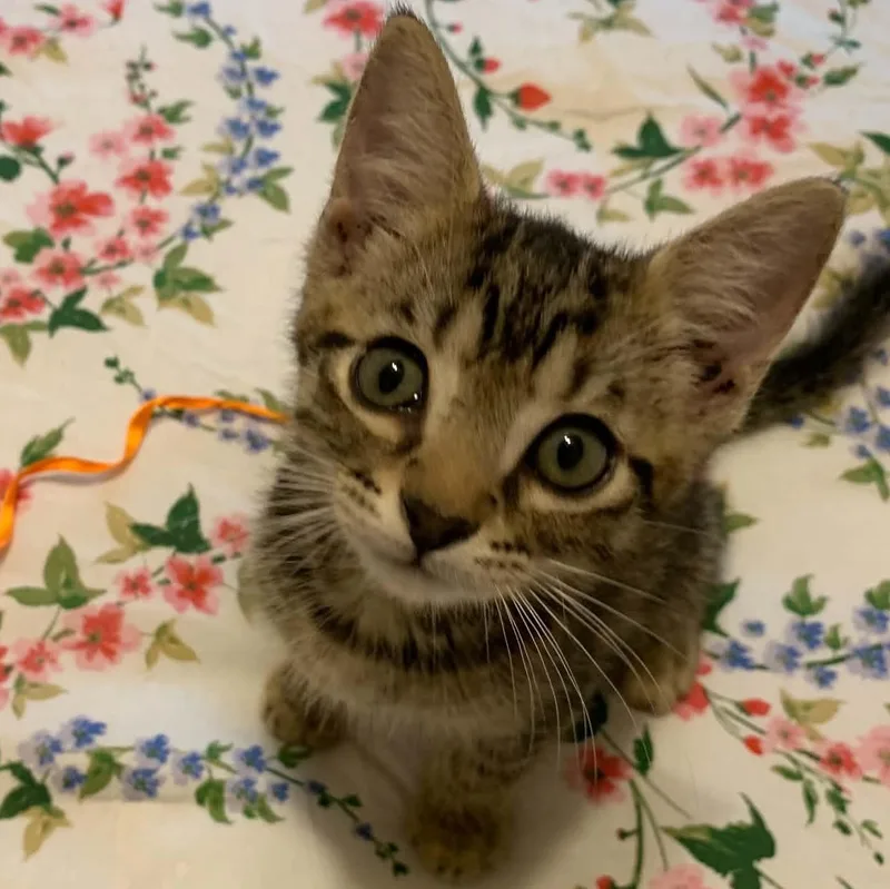 Charlie thumbnail 2