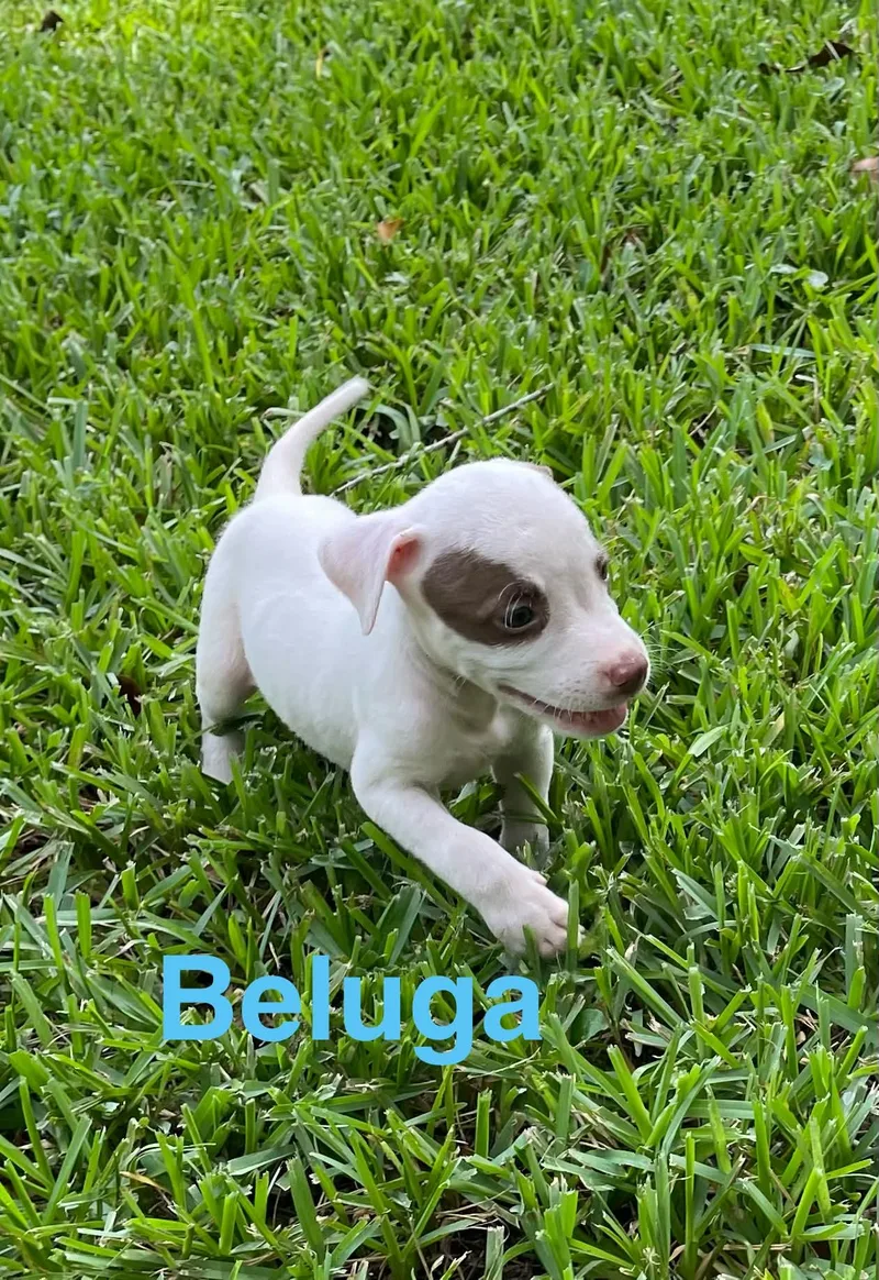 Beluga