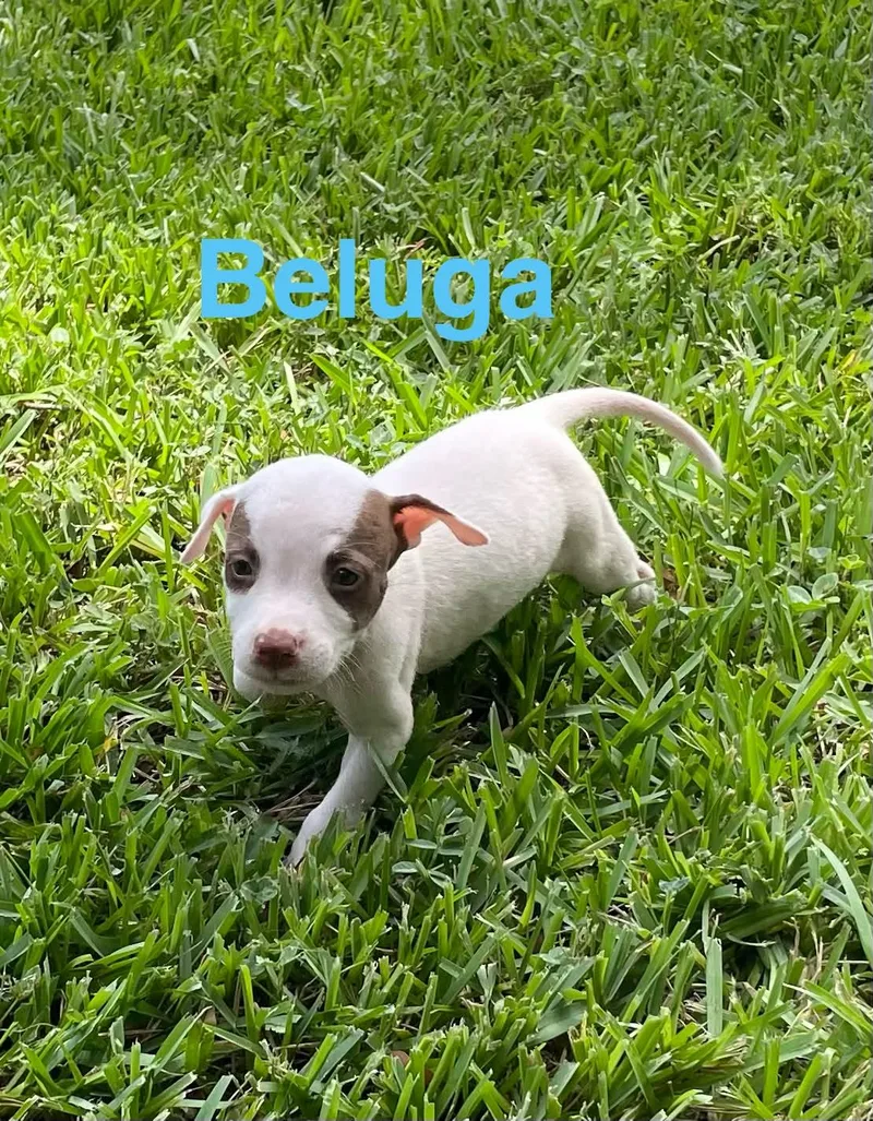 Beluga thumbnail 2