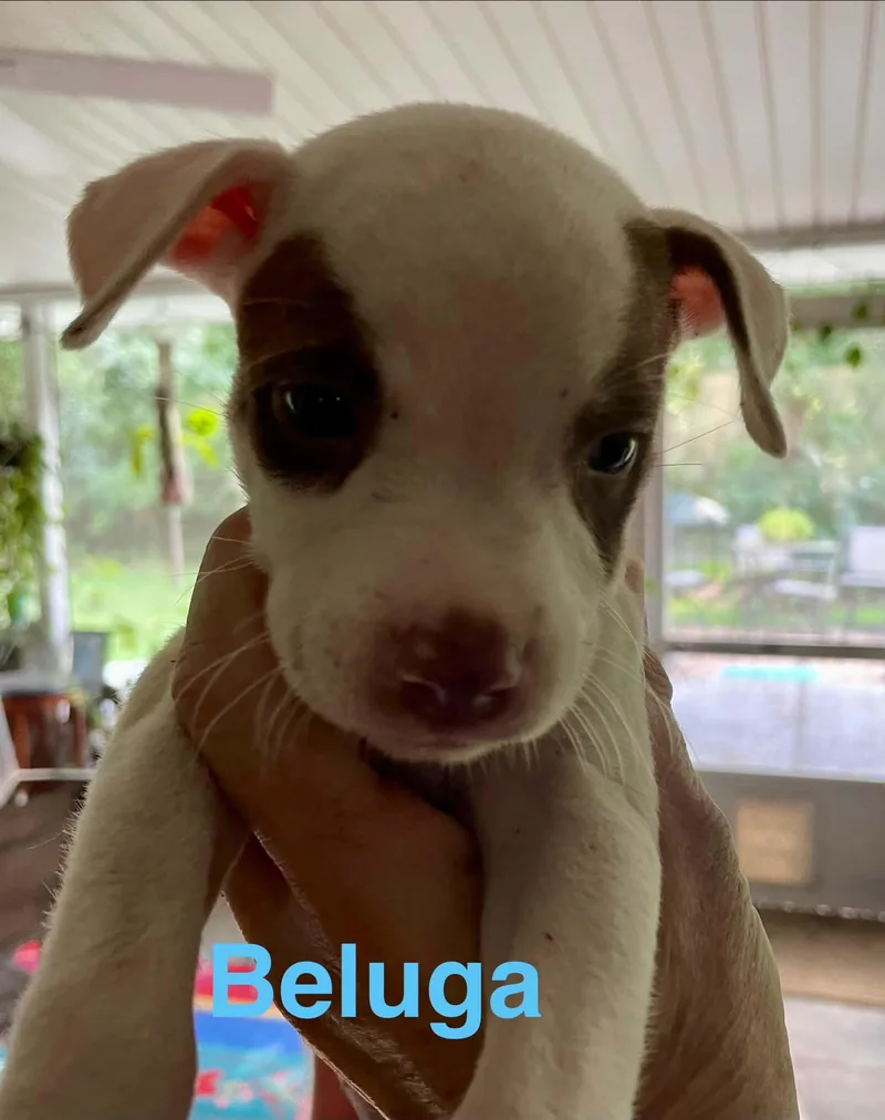 Beluga thumbnail 3