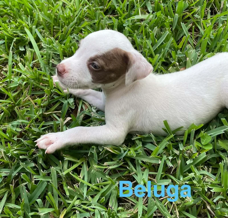 Beluga thumbnail 4