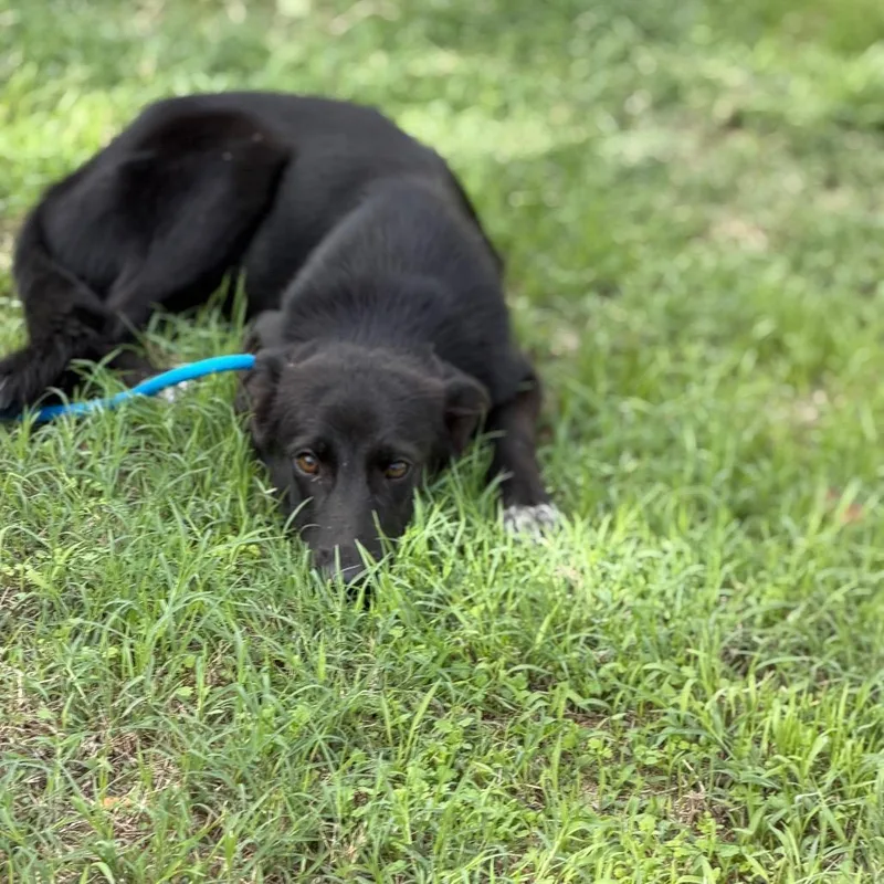 A young small-sized female Mixed Breed dog named Gladys for adoption in Pauls Valley, OK