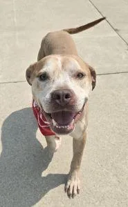 An adult medium-sized male Pit Bull Terrier dog named Dace for adoption in Bucyrus, OH