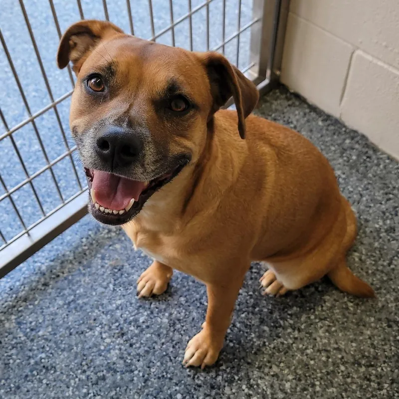 An adult medium-sized female Red / Chestnut / Orange Mixed Breed dog named Red for adoption in Buchanan Dam, TX