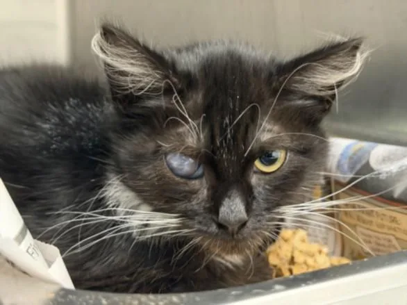 A baby small-sized female Domestic Short Hair cat named Ronda for adoption in Los Angeles, CA