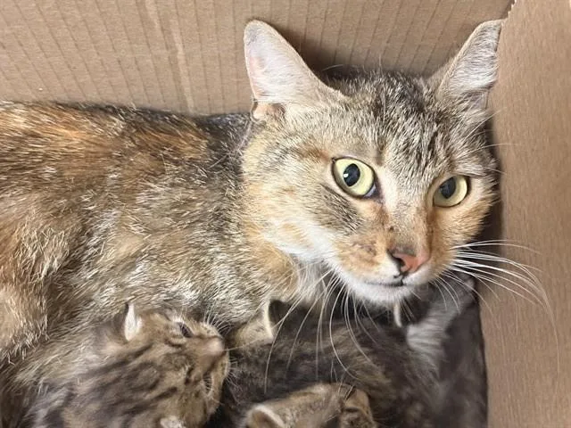 A young small-sized female Domestic Short Hair cat named Mollie for adoption in Riverside, CA