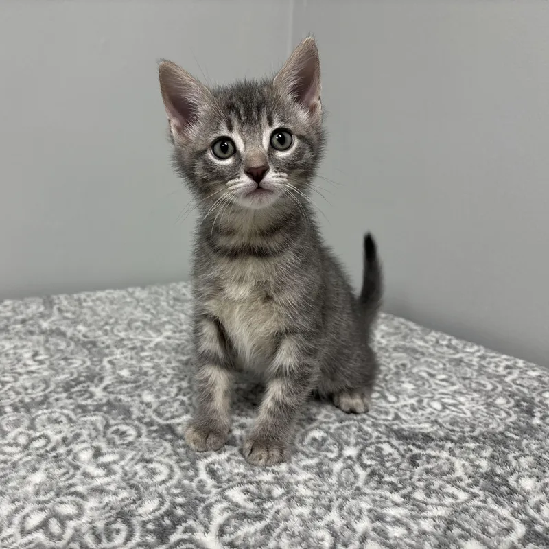 A baby medium-sized male Tabby (Gray / Blue / Silver) Domestic Short Hair cat named Goofy for adoption in Frankfort, IN