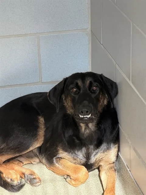 A young large-sized male Mixed Breed dog named Pinon Dog for adoption in Dallas, TX