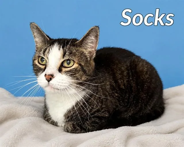 A senior small-sized female Domestic Short Hair cat named Socks for adoption in Westminster, MD