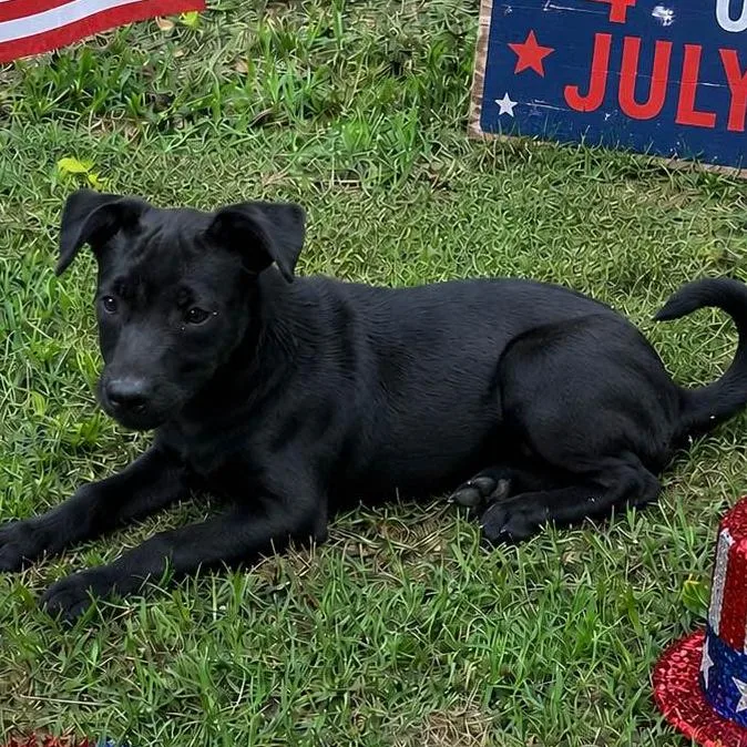 A baby medium-sized male Dachshund dog named Chandler for adoption in Locust Fork, AL