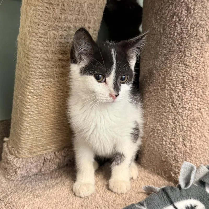 A baby small-sized female Black Domestic Short Hair cat named Dots for adoption in South Elgin, IL