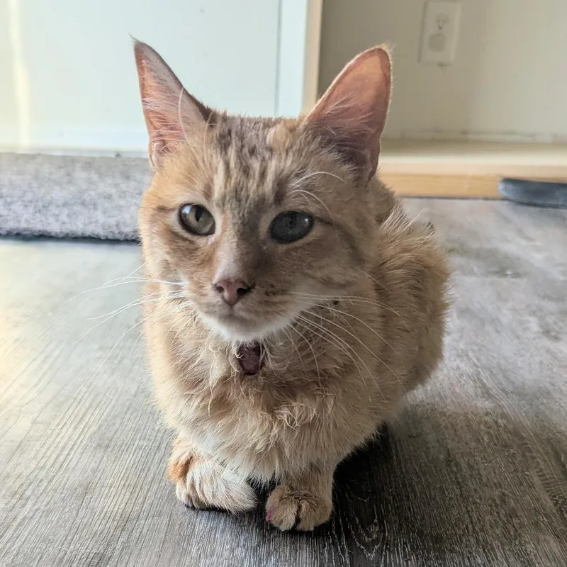 A young small-sized female Orange / Red Domestic Short Hair cat named Saffy for adoption in Wichita, KS