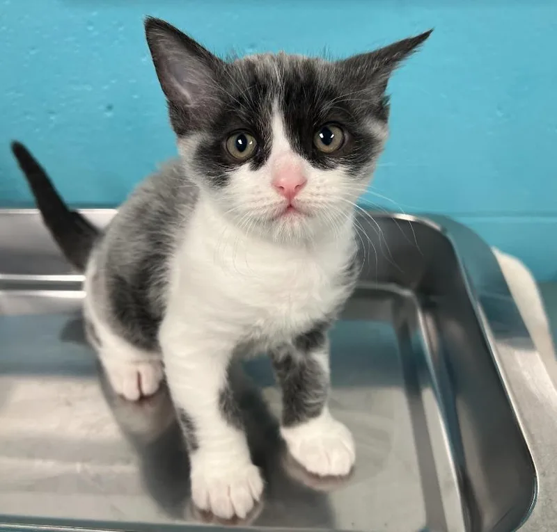A baby small-sized male Domestic Short Hair cat named Javert for adoption in Plover, WI