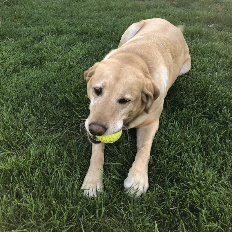 A senior large-sized male Labrador Retriever dog named King for adoption in Warrington, PA