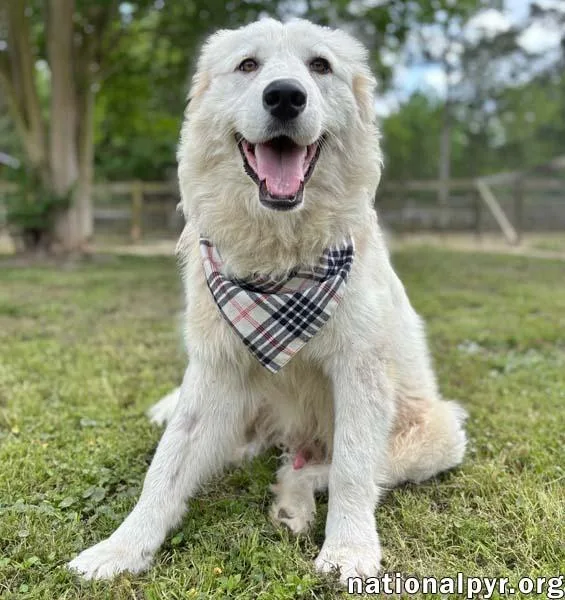 A young large-sized male White / Cream Great Pyrenees dog named Donnie in GA for adoption in Beacon, NY