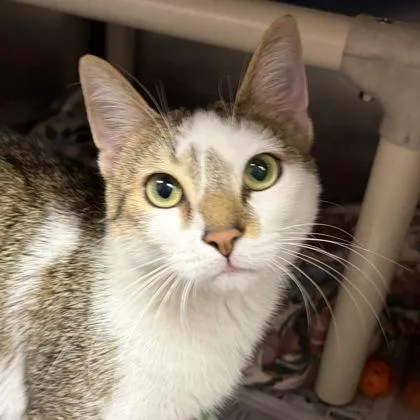 An adult medium-sized male Brown / Chocolate Domestic Short Hair cat named Smores for adoption in North Myrtle Beach, SC
